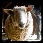 Sheep (1 of 1)