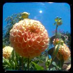 bombflower (1 of 1)
