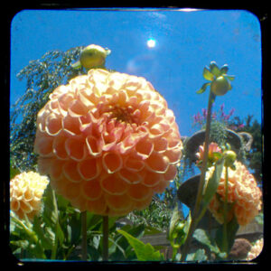 bombflower (1 of 1)