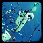 frozenlimb (1 of 1)