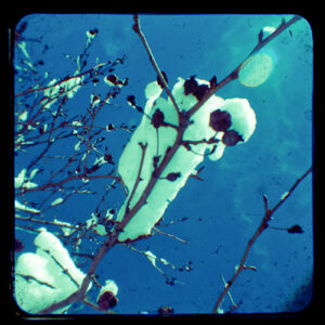 frozenlimb (1 of 1)