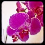 orchid