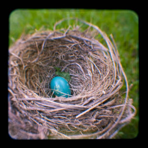 robinegg